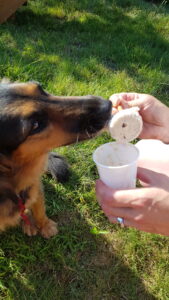 Hunde Glacé Sommer Abkühlung